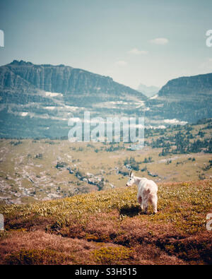 Mountain Goat - Hidden Lake Trail - Glacier National Park Stockfoto