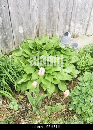 Kanada 150 Tulpen Stockfoto