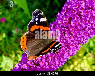 Der rote Admiral-Schmetterling landete auf den Blüten einer Buddleia (Butterfly Bush) in Kent, England, Großbritannien. Die Flügel des Roten Admirals sind mit dem vollen Design geöffnet. Stockfoto