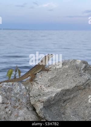 Anole Eidechse auf einem Felsen mit weichem Sonnenuntergang Himmel über Bay Water Stockfoto