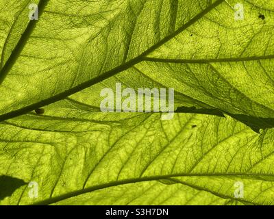 Hintergrundbeleuchtetes Blatt mit Adern im Blatt. Stockfoto