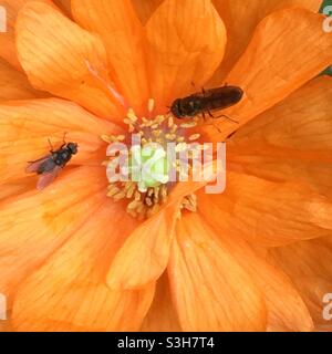 Es ist das Leben eines Käfers. Insekten besuchen einen leuchtend orangefarbenen kalifornischen Mohn (in einem englischen Landgarten). Stockfoto