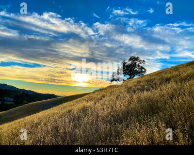 Getrocknete Gräser am Hang mit Eiche bei Sonnenuntergang Stockfoto