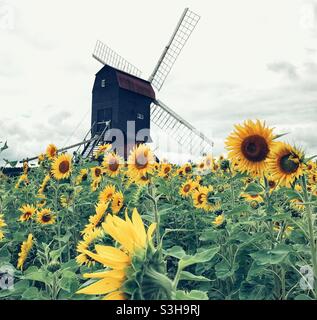 Stevington Windmill in Bedfordshire, umgeben von einem Sonnenblumenfeld Stockfoto