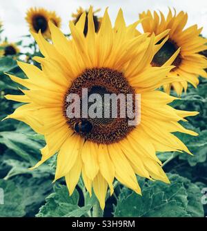 Sonnenblume mit Biene auf Stockfoto