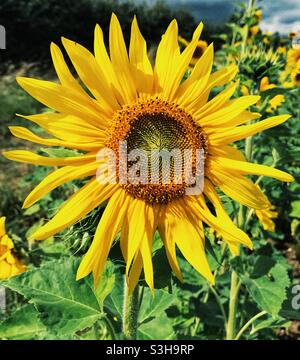 Sonnenblumen in voller Blüte Stockfoto