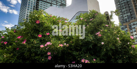 Hunters Point Community Library, von Steven Holl Architects in Long Island City, Queens Stockfoto