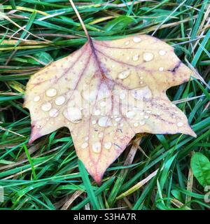 Herbst: Regentropfen auf einem gefallenen Blatt Stockfoto