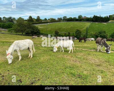 Esel im Donkey Sanctuary in Sidmouth, Devon England im Juni 2022 Stockfoto