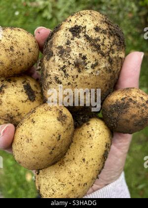 Nahaufnahme einer Hand mit frisch geernteten Kartoffeln in einem Garten in Dublin, Irland. Stockfoto