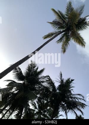 Kokospalmen berühren den blauen Himmel Stockfoto