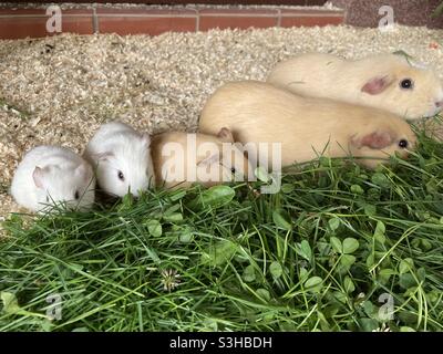 Guinea Schweine fressen Gras Stockfoto
