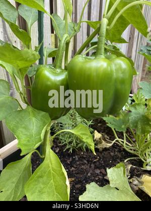 Grüne Paprika im Garten. Stockfoto