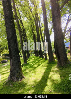 Pappel Populus Bäume wachsen am See, Sopron, Ungarn Stockfoto