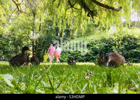 Pärchen, die im Park mit Stockenten aus dem niedrigen Winkel spazieren gehen Stockfoto