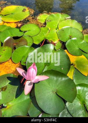 Eine rosa Lotusblume, die in einem Seerosenteich wächst. Stockfoto