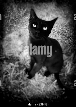 Schwarze Katze sitzt auf Gras Stockfoto