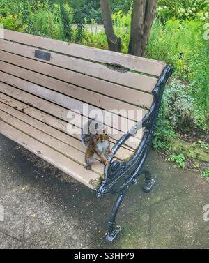 Ein neugieriges Eichhörnchen, das auf einer Parkbank sitzt. Stockfoto