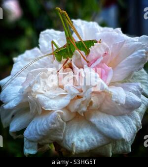 Kleine grüne Gras Trichter Fütterung auf große Rosenblume Stockfoto