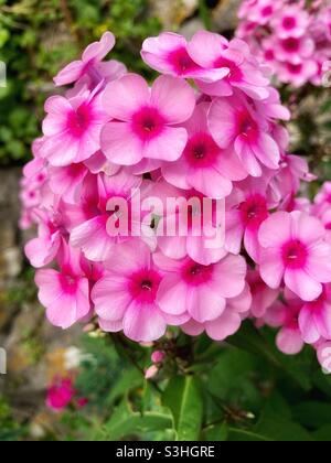 Pink Phlox Flowers, Somerset Garden, England, UK - hellrosa Blume Stockfoto