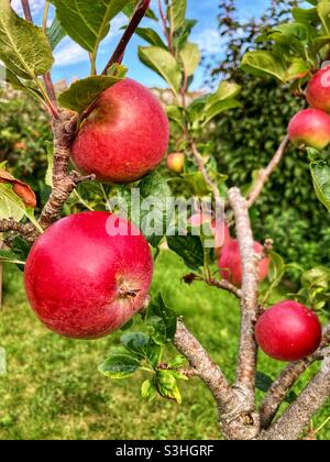 Rote Äpfel auf einem Baum in einem Gartengarten - England, Großbritannien - Äpfel auf einem Baum - roter Apfelbaum - britische Produkte - Obst - Obstbaum - reife Äpfel Stockfoto