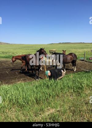 Mann füttert ein paar freundliche Pferde eine Handvoll Gras. Stockfoto