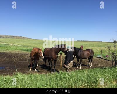 Mann, Fütterung, freundlich, Pferde, Handvoll, Gras. Stockfoto