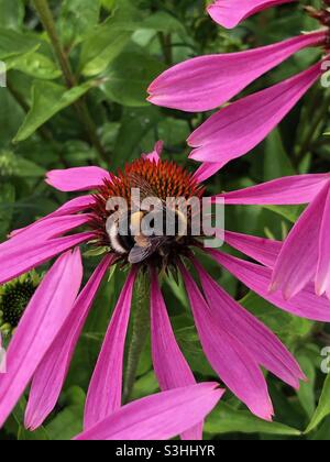 Weißschwanzhummel auf Echinacea-Blüte Stockfoto