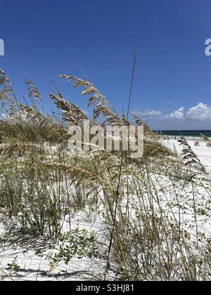 Am weißen Sandstrand von Florida blüht der Meeresoat Stockfoto