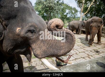 Dubare Elephant Camp in Coorg, Karnataka, Indien Stockfoto