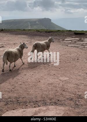 Zwei Schafe gehen auf Pen y Fan mit Mais du im Hintergrund Stockfoto