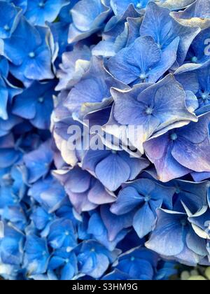 Leuchtend blaue Hortensien-Blüten Stockfoto