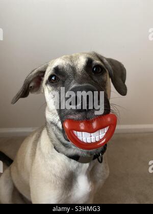 Porträt eines Hundes, der ein lustiges Gesicht mit einem dummen Kauspielzeug in Form eines toothy Grinsen macht. Stockfoto