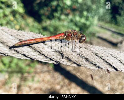 Red Dragon Fly Sonnenbaden am Seil Stockfoto