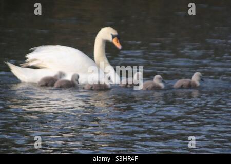 Swan und cygnets Stockfoto