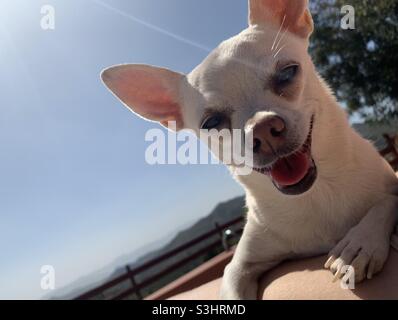 Lächelnd beim Sonnenbaden Chihuahua Stockfoto