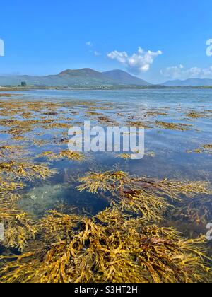 Ballycarberry Castle, auf der Halbinsel Iveragh in der Nähe von Cahersiveen, County Kerry, August. Stockfoto