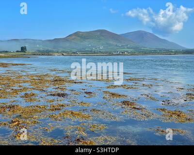 Ballycarberry Castle in der Nähe von Cahersiveen, Halbinsel Iveragh, County Kerry, Irland, August. Stockfoto