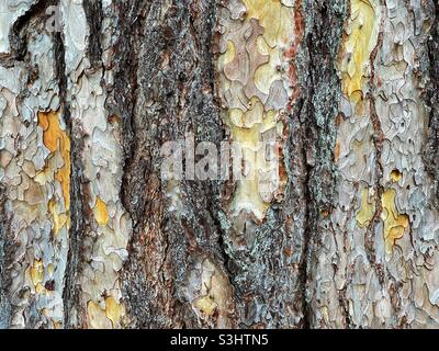 Nahaufnahme der Rinde am Stamm eines reifen Baumes Stockfoto