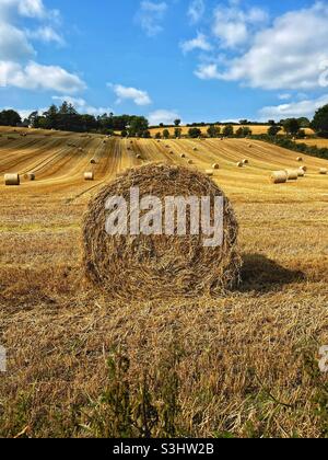 Heuballen im Feld, August. Stockfoto