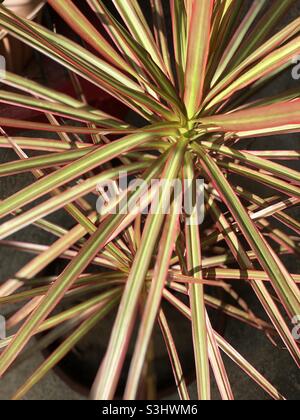 Yucca-Pflanze, scharfrote Blattpflanze, Regenbogenbaum Stockfoto