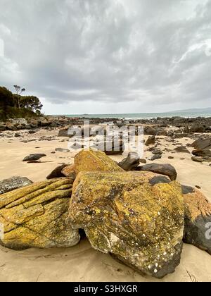 Gelbe Flechten bedeckten Felsen an einem Strand mit grauem, bewölktem Himmel am Hawley Beach, Tasmanien Stockfoto