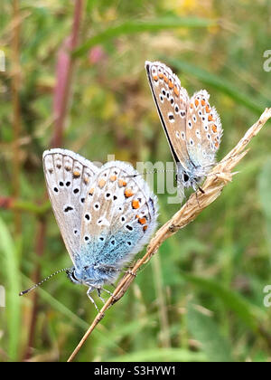 Gemeinsamen blau Stockfoto