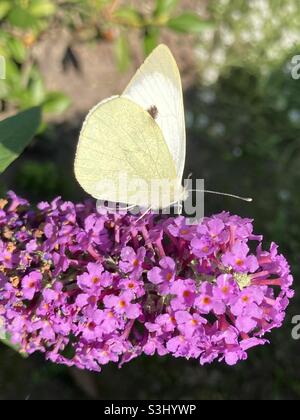 Kohl Weißer Schmetterling auf lila Blume Stockfoto