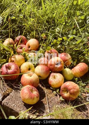 Im Gras liegen leckere Äpfel der Sorte Topaz Stockfoto