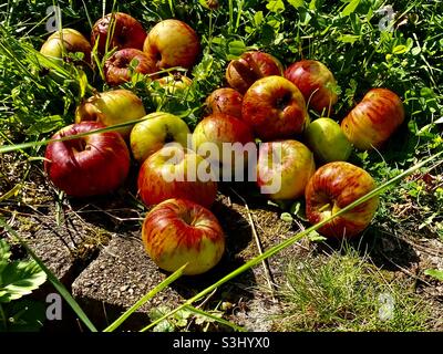 Im Gras liegen leckere Äpfel der Sorte Topaz Stockfoto