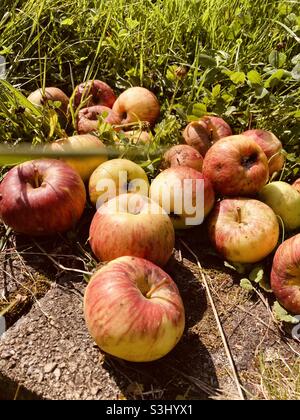 Im Gras liegen leckere Äpfel der Sorte Topaz Stockfoto