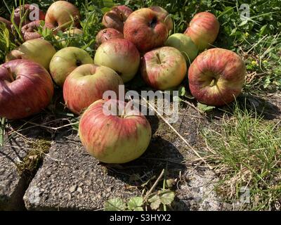 Im Gras liegen leckere Äpfel der Sorte Topaz Stockfoto