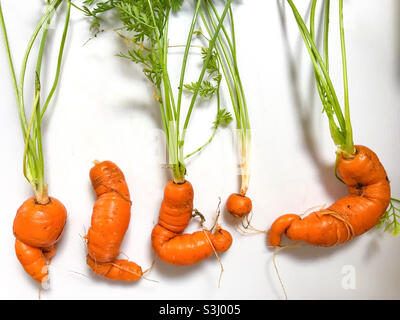 Karotten aus dem Garten in ungewöhnlichen Formen. Stockfoto