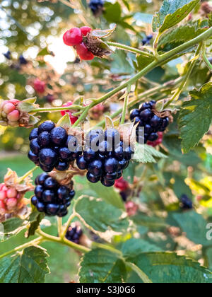 Brombeeren auf einem Busch bei Sonnenaufgang Stockfoto